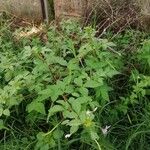 Cleome rutidosperma Hoja