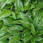 Valeriana montana পাতা