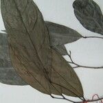 Annona foetida Otro