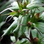 Lobelia cardinalis Leaf