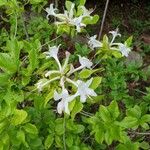 Rhododendron viscosum പുഷ്പം