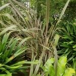 Phormium tenax Leaf