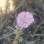 Convolvulus erubescens Žiedas