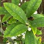 Citrus × aurantiifolia Liść