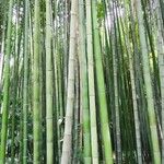 Phyllostachys edulis Casca