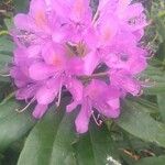 Rhododendron ponticum