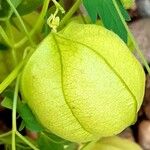 Cardiospermum halicacabum Fruit