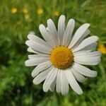 Leucanthemum ircutianum Квітка