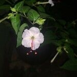 Mirabilis longiflora Blüte