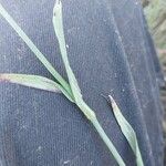 Dianthus borbasii Folha