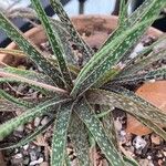 Aloe perrieri Листок