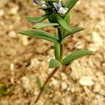 Linaria micrantha Φύλλο