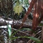 Aeranthes arachnites Цвят