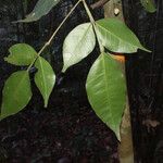 Swartzia arborescens ഇല