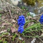 Muscari botryoidesFlower