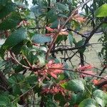 Woodfordia fruticosa Цвят