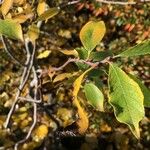 Salix bicolor Листок