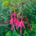 Fuchsia magellanicaBlüte