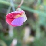 Lathyrus clymenum Flower