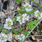 Valeriana coronata 花