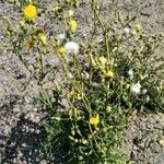 Sonchus asperBlomst