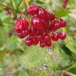 Viburnum trilobumFruit