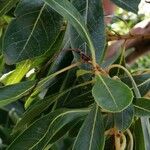 Arbutus canariensis Листок