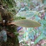 Elaphoglossum spatulatum Leaf