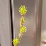 Carex albolutescens Кора