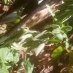 Coleus barbatus Leaf