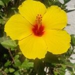 Hibiscus ovalifolius Floro