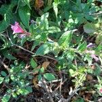Echium rosulatum Libunga