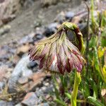 Culcitium serratifolium Blomma