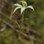 Megastylis rara Flower