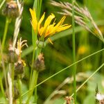 Tragopogon orientalis Flower
