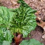 Rheum rhabarbarum Levél