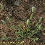 Moenchia erecta Habit