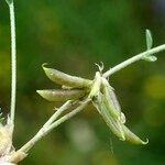 Astragalus depressus Fruchs