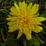 Taraxacum multidentatum Flower