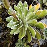 Saxifraga paniculata 葉