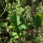 Ipomoea pandurata Hoja