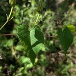 Ipomoea pandurata Fuelha