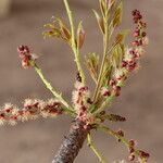 Sclerocarya birrea Цвят