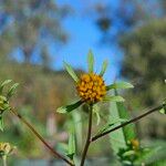 Bidens frondosa Kvet