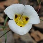 Calochortus leichtlinii Flower