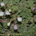 Teucrium rotundifolium Агульны выгляд