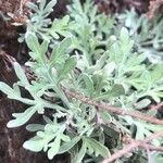 Artemisia thuscula Liść