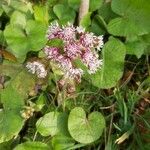 Petasites pyrenaicus Flower