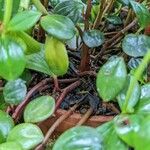 Peperomia glabella പുറംതൊലി