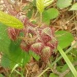 Rubus phoenicolasius Frucht